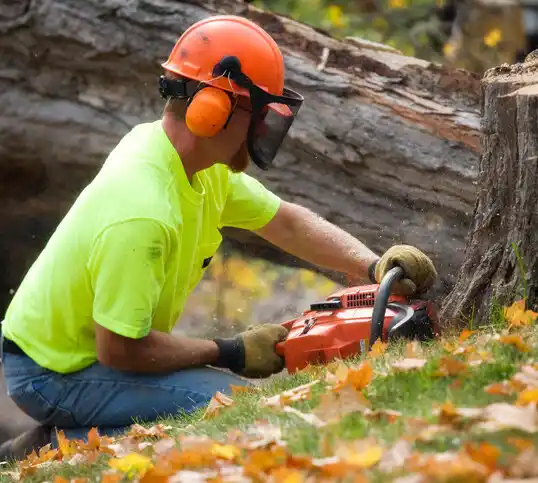 tree services Grosse Pointe